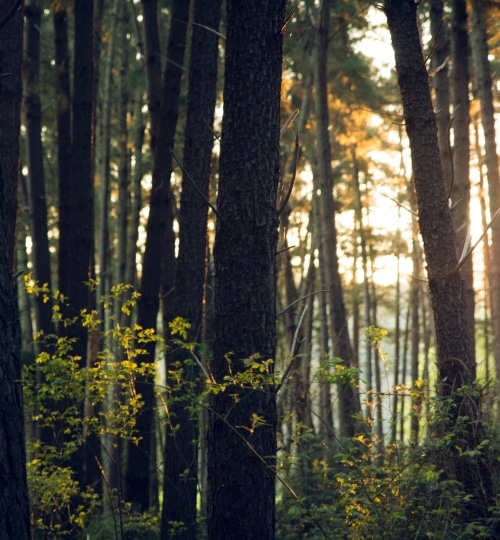 Forêt