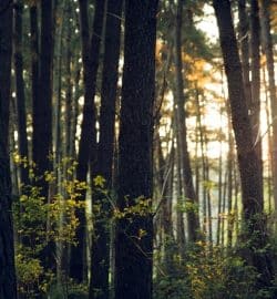 Image d'une forêt
