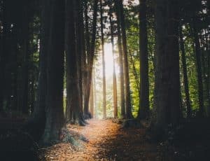 Image d'une forêt.